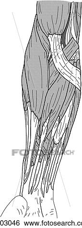 Superficial forearm muscles View Large Illustration Stock Illustration - Superficial forearm muscles. Fotosearch