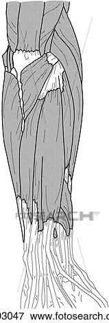 Stock Illustration - Superficial forearm muscles. Fotosearch