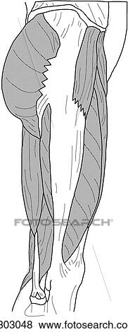 Superficial hip and thigh muscles View Large Illustration Stock Illustration - Superficial hip and thigh muscles. Fotosearch