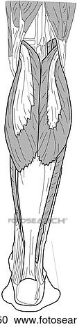 Superficial leg muscles View Large Illustration Clipart - Superficial leg muscles. Fotosearch