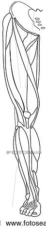 Clip Art - Superficial lower limb muscles. Fotosearch