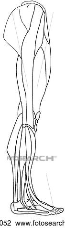 Drawing - Superficial lower limb muscles. Fotosearch