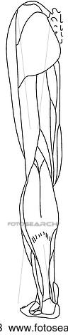 Superficial lower limb muscles View Large Illustration Drawing - Superficial lower limb muscles. Fotosearch