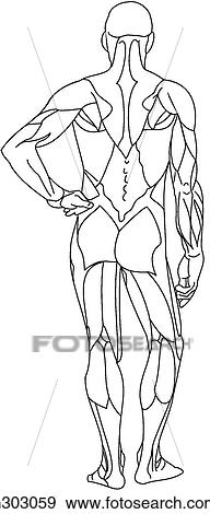Stock Illustration - Superficial muscles of body. Fotosearch