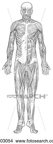 Stock Illustration - Superficial muscles. Fotosearch