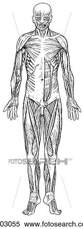 Superficial muscles View Large Illustration Stock Illustration - Superficial muscles. Fotosearch