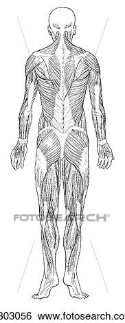 Superficial muscles View Large Illustration Stock Illustration - Superficial muscles. Fotosearch