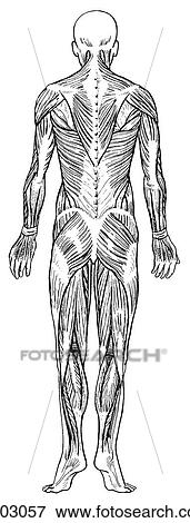 Stock Illustration - Superficial muscles. Fotosearch