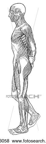 Stock Illustration - Superficial muscles. Fotosearch