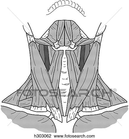 Drawing - Superficial neck muscles. Fotosearch
