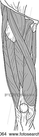 Superficial thigh muscles View Large Illustration Stock Illustration - Superficial thigh muscles. Fotosearch