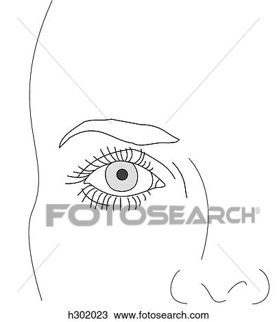 Surface anatomy of eye and brow View Large Illustration Drawing - Surface anatomy of eye and brow. Fotosearch