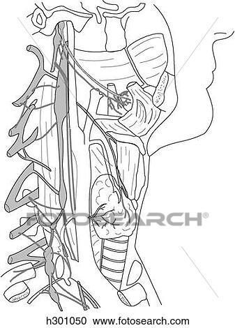 Sympathetic nervous system in neck View Large Illustration Clipart - Sympathetic nervous system in neck. Fotosearch