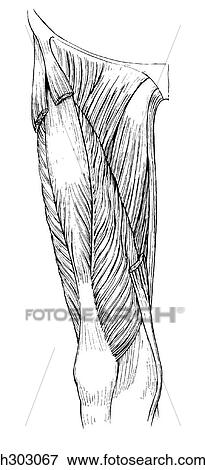 Thigh, quadriceps femoris View Large Illustration Stock Illustration - Thigh, quadriceps femoris. Fotosearch