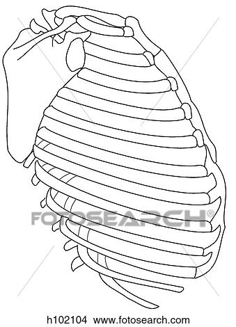 Thoracic skeleton View Large Illustration Stock Illustration - Thoracic skeleton. Fotosearch