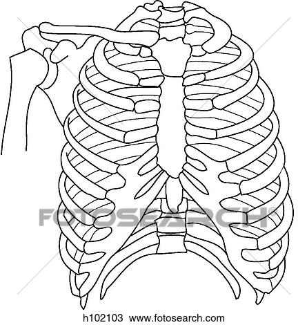 Thoracic skeleton w/shoulder View Large Illustration Drawing - Thoracic skeleton w/shoulder. Fotosearch
