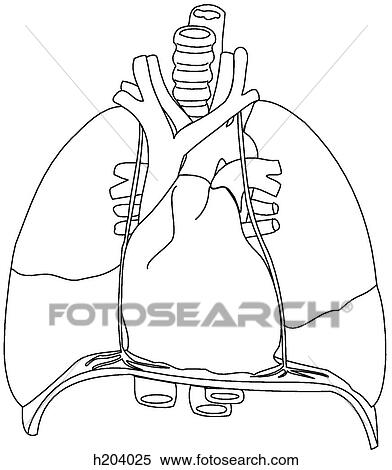 Thoracic viscera: Pericardium, great vessels View Large Illustration Stock Illustration - Thoracic viscera: Pericardium, great vessels. Fotosearch