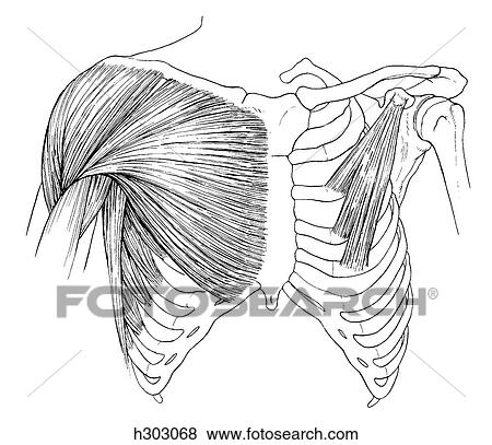 Stock Illustration - Thorax and shoulder. Fotosearch