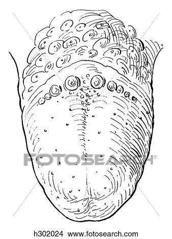 Tongue View Large Illustration Stock Illustration - Tongue. Fotosearch