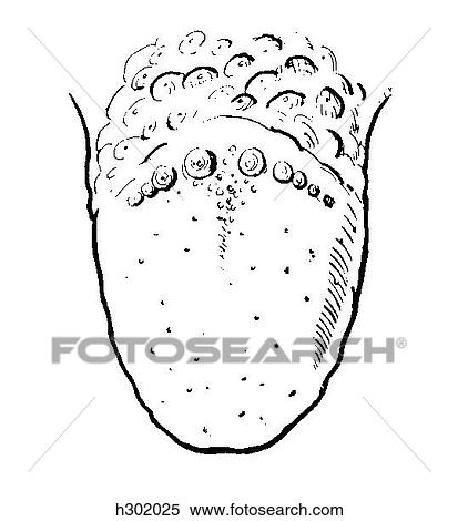 Tongue View Large Illustration Stock Illustration - Tongue. Fotosearch