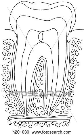 Tooth, cross section View Large Illustration Clipart - Tooth, cross section. Fotosearch