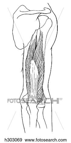 Stock Illustration - Triceps muscle. Fotosearch