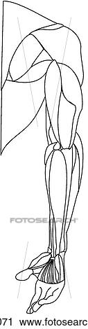 Upper limb muscles View Large Illustration Clip Art - Upper limb muscles. Fotosearch