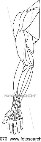 Clipart - Upper limb muscles. Fotosearch