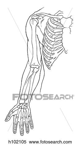 Upper limb View Large Illustration Stock Illustration - Upper limb. Fotosearch