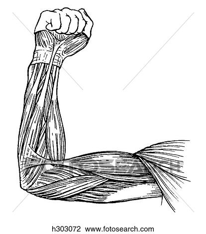 Upper limb, superficial View Large Illustration Drawing - Upper limb, superficial. Fotosearch
