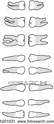Clip Art - Upper & lower permanent teeth. Fotosearch