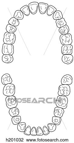 Upper & lower permanent teeth View Large Illustration Drawing - Upper & lower permanent teeth. Fotosearch
