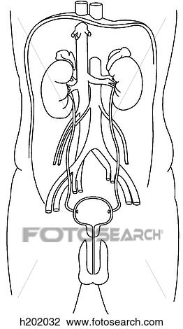 Drawing - Urinary system, anterior. Fotosearch