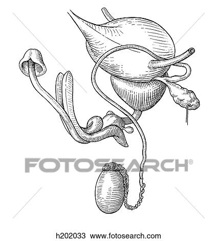 Drawing - Urogenital system, male. Fotosearch