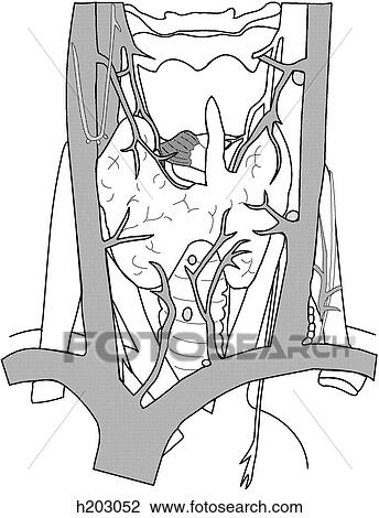 Vasculature of thyroid gland View Large Illustration Drawing - Vasculature of thyroid gland. Fotosearch