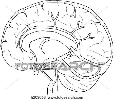Venous drainage of brain View Large Illustration Drawing - Venous drainage of brain. Fotosearch