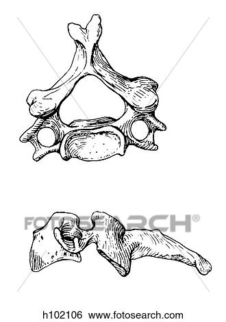 Vertebra, cervical View Large Illustration Stock Illustration - Vertebra, cervical. Fotosearch