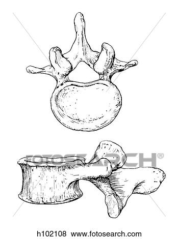 Vertebra, lumbar View Large Illustration Stock Illustration - Vertebra, lumbar. Fotosearch