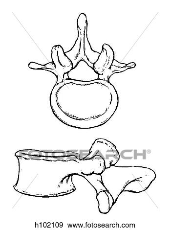 Vertebra, lumbar View Large Illustration Stock Illustration - Vertebra, lumbar. Fotosearch