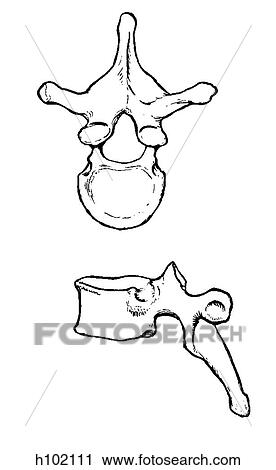Vertebra, thoracic View Large Illustration Clip Art - Vertebra, thoracic. Fotosearch