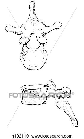 Clipart - Vertebra, thoracic. Fotosearch