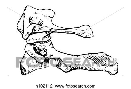 Drawing - Vertebrae, atlas & axis. Fotosearch