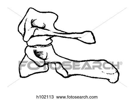 Drawing - Vertebrae, atlas & axis. Fotosearch