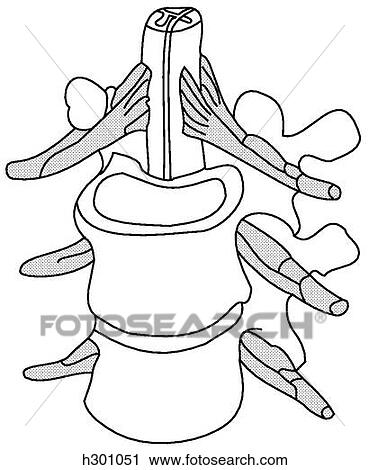 Clip Art - Vertebrae with spinal cord & nerve roots. Fotosearch