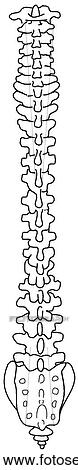 Vertebral column View Large Illustration Clip Art - Vertebral column. Fotosearch
