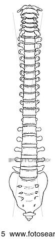 Vertebral column View Large Illustration Stock Illustration - Vertebral column. Fotosearch
