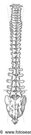 Vertebral column View Large Illustration Stock Illustration - Vertebral column. Fotosearch