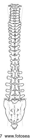 Vertebral column View Large Illustration Stock Illustration - Vertebral column. Fotosearch