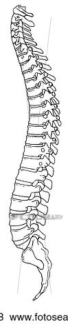 Vertebral column View Large Illustration Stock Illustration - Vertebral column. Fotosearch