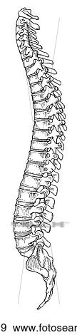 Stock Illustration - Vertebral column. Fotosearch